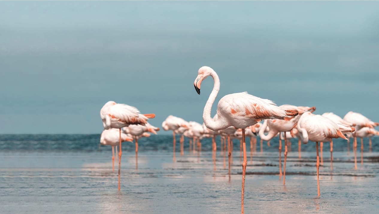 Palace Residences North